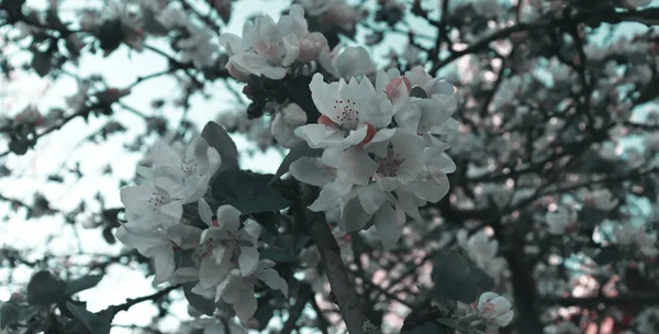 Doğal Çiçek Arkaplanı Güzel Doğa Duvar Kağıdı Elma Ağaçta Çiçek — Stok fotoğraf