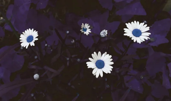 Krásné Přírodní Malebné Pozadí Zavřít Heřmánkový Květ — Stock fotografie