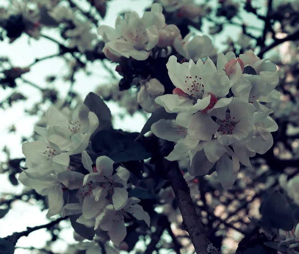 Natürliche Blüte Blume Hintergrund Schöne Natur Tapete Apfelblüten Auf Holz — Stockfoto