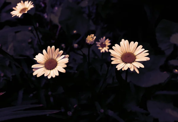 Heřmánkový Květ Krásné Přírodní Malebné Pozadí Heřmánky Zahradní Tapetě — Stock fotografie