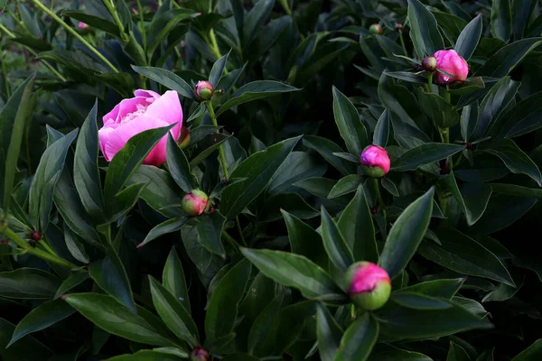 花のバナーコンセプト ピンクの牡丹 緑の背景に隔離された白いバラ — ストック写真