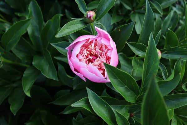 ヴィンテージの花束と花のカバーやヘッダー ピンクの牡丹 緑の背景に隔離された白いバラ — ストック写真
