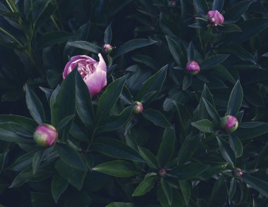 Çiçek pankartı, çiçek örtüsü ya da başlık. Pembe şakayıklar, yeşil arka planda izole edilmiş beyaz güller.