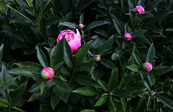 花のバナー 花のカバーまたはヘッダー ピンクの牡丹 緑の背景に隔離された白いバラ — ストック写真