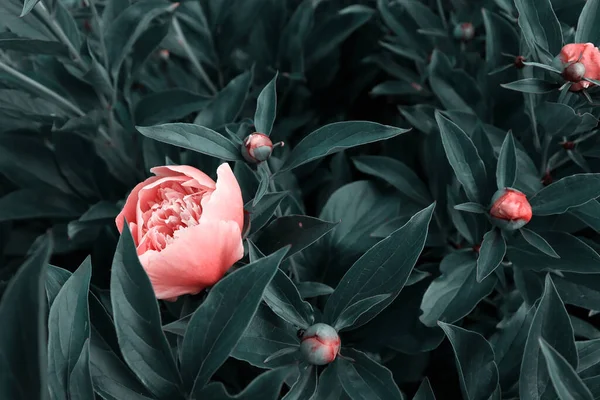 花冠或花冠 深色花园背景下美丽的牡丹 — 图库照片