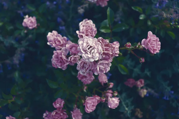 Красиві Натуральні Шпалери Квіти Зелених Гілках Фон Природи — стокове фото