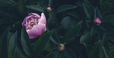 Çiçek pankartı, çiçek örtüsü ya da başlık. Karanlık arka planda güzel şakayıklar