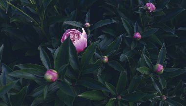 Çiçek pankartı, çiçek örtüsü ya da başlık. Pembe şakayıklar, yeşil arka planda izole edilmiş beyaz güller.