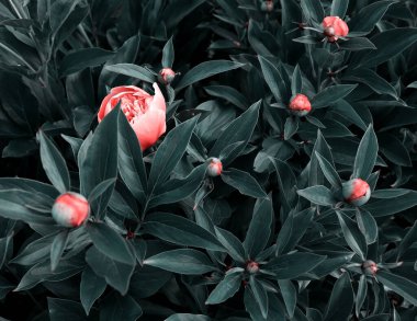 Çiçek pankartı, çiçek örtüsü ya da başlık. Pembe şakayıklar, yeşil arka planda izole edilmiş beyaz güller.