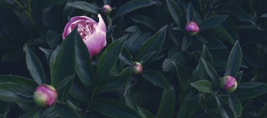 Çiçek pankartı, çiçek örtüsü ya da başlık. Şakayıklar, yeşil arka planda izole edilmiş beyaz güller