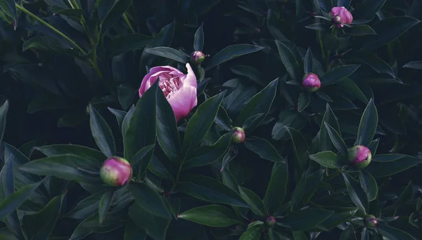 Floral banner, flower cover or header. Pink peonies, white roses isolated on green background