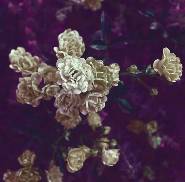 Красиві Натуральні Шпалери Квіти Зелених Гілках Фон Природи — стокове фото
