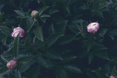 Çiçek pankartı, çiçek örtüsü ya da başlık. Şakayıklar, yeşil bahçeli beyaz güller