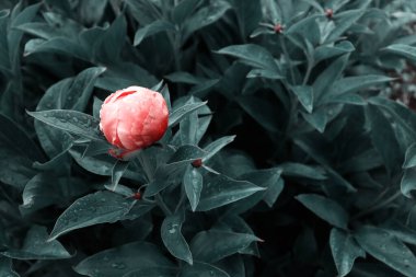 Çiçek pankartı, çiçek örtüsü ya da başlık. Yeşil bahçe arka planında şakayıklar. Doğal afiş konsepti