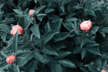 Çiçek pankartı, çiçek örtüsü ya da başlık. Şakayıklar, yeşil bahçeli beyaz güller