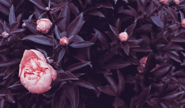 Yeşil bahçe arka planında güzel romantik doğal çiçekler. Şakayık çiçekli doğa manzaralı duvar kağıdı