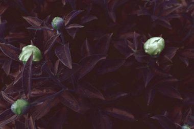 Çiçek pankartı, çiçek örtüsü ya da başlık. Şakayıklar, yeşil bahçeli beyaz güller