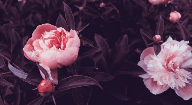 Bahçesinde yeşil yapraklar olan güzel şakayık çiçekleri. Doğa manzaralı duvar kağıdı