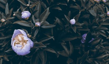 Yeşil bahçe arka planında güzel romantik doğal çiçekler. Şakayık çiçekli doğa manzaralı duvar kağıdı