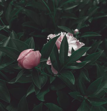 Güzel çiçek arkaplanı. Doğa manzaralı duvar kağıdı. Çiçekler ve bahçedeki bitkiler