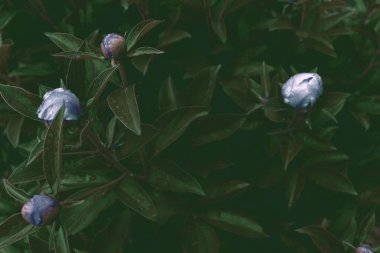 Çiçek pankartı, çiçek örtüsü ya da başlık. Şakayıklar, yeşil bahçeli beyaz güller