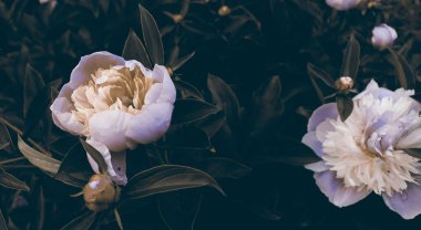 Bahçesinde yeşil yapraklar olan güzel şakayık çiçekleri. Doğa manzaralı duvar kağıdı