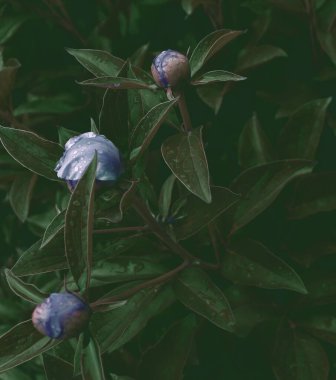 Çiçek pankartı, çiçek örtüsü ya da başlık. Şakayıklar, yeşil bahçeli beyaz güller