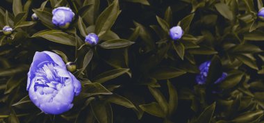 Yeşil bahçe arka planında güzel romantik doğal çiçekler. Şakayık çiçekli doğa manzaralı duvar kağıdı