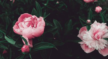 Bahçesinde yeşil yapraklar olan güzel şakayık çiçekleri. Doğa manzaralı duvar kağıdı