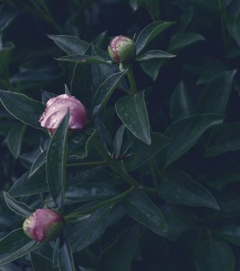 Çiçek pankartı, çiçek örtüsü ya da başlık. Şakayıklar, yeşil bahçeli beyaz güller