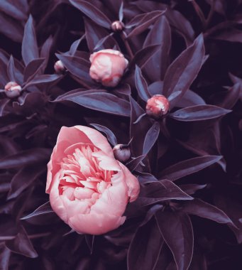 Yeşil bahçe arka planında güzel romantik doğal çiçekler. Şakayık çiçekli doğa manzaralı duvar kağıdı