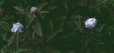 Çiçek pankartı, çiçek örtüsü ya da başlık. Şakayıklar, yeşil bahçeli beyaz güller