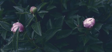 Çiçek pankartı, çiçek örtüsü ya da başlık. Şakayıklar, yeşil bahçeli beyaz güller