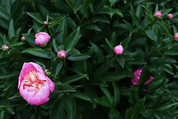 緑の庭の背景に美しいロマンチックな自然の花 牡丹の花と自然景観の壁紙 — ストック写真