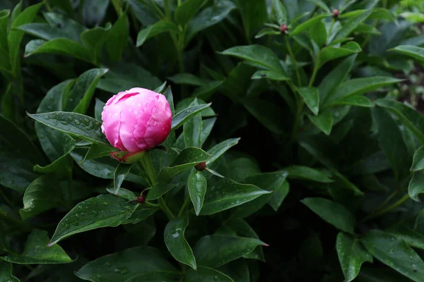 Çiçek pankartı, çiçek örtüsü ya da başlık. Yeşil bahçe arka planında şakayıklar. Doğal afiş konsepti