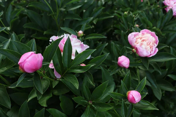 美しい花の背景 自然景観の壁紙 庭の背景に花と植物 — ストック写真