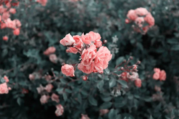 Beau Papier Peint Naturel Fleurs Sur Branches Vertes Fond Naturel — Photo