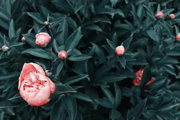 Lindas Flores Naturais Românticas Fundo Jardim Verde Natureza Papel Parede — Fotografia de Stock