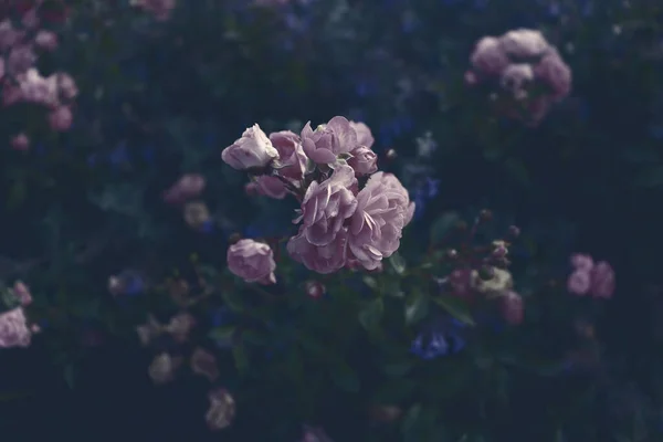 Virágok Nőnek Zöld Kertben Virág Háttér — Stock Fotó