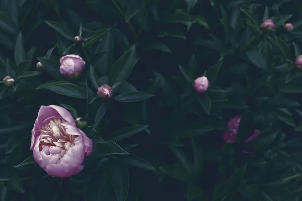 Όμορφη Ρομαντική Φυσικά Λουλούδια Στο Πράσινο Φόντο Κήπο Φύση Γραφική — Φωτογραφία Αρχείου