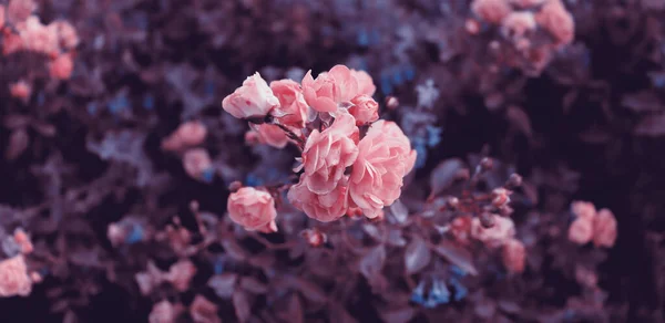 Червоні Квіти Ростуть Саду Квітковий Фон — стокове фото