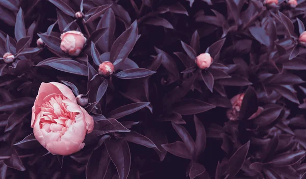 Yeşil bahçe arka planında güzel romantik doğal çiçekler. Şakayık çiçekli doğa manzaralı duvar kağıdı