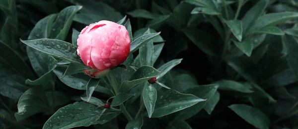 Floral banner, flower cover or header. Peonies on beautiful green garden background. Natural banner concept