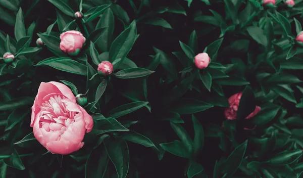 Yeşil bahçe arka planında güzel romantik doğal çiçekler. Şakayık çiçekli doğa manzaralı duvar kağıdı