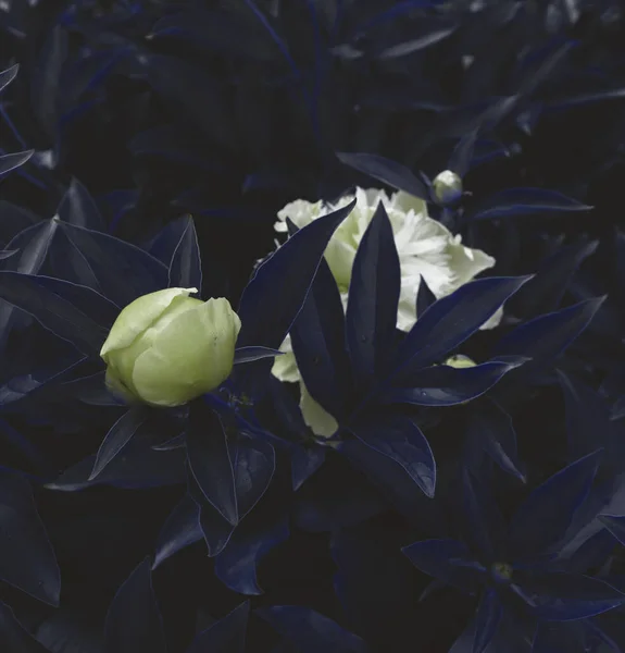 Schöne Blütenkulisse Natur Szenische Tapete Blumen Und Pflanzen Garten Hintergrund — Stockfoto