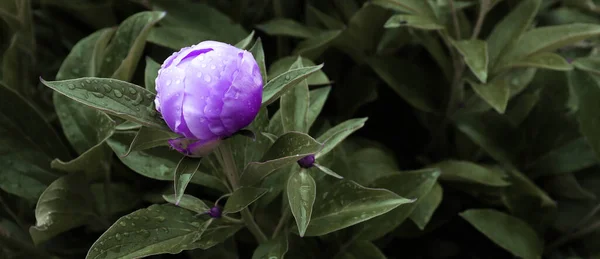 Kukka Banneri Kukka Kansi Tai Otsikko Pioneja Kauniilla Vihreällä Puutarhataustalla — kuvapankkivalokuva