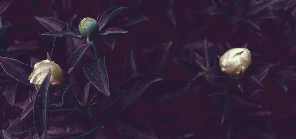 Blumenbanner Blumendekoration Oder Kopfzeile Pfingstrosen Weiße Rosen Grünen Garten Hintergrund — Stockfoto