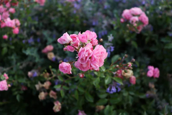 Schöne Natürliche Tapete Blumen Auf Grünen Zweigen Natur Hintergrund Gartentapete — Stockfoto