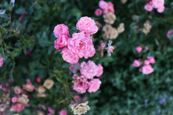 美丽的天然花园墙纸 花的花序 浪漫的横幅概念 — 图库照片