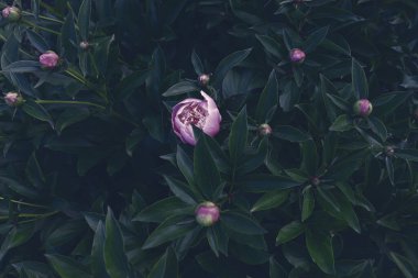 Bahçedeki güzel romantik çiçekler. Doğal manzara duvar kâğıdı. Lüks çiçek arkaplanı